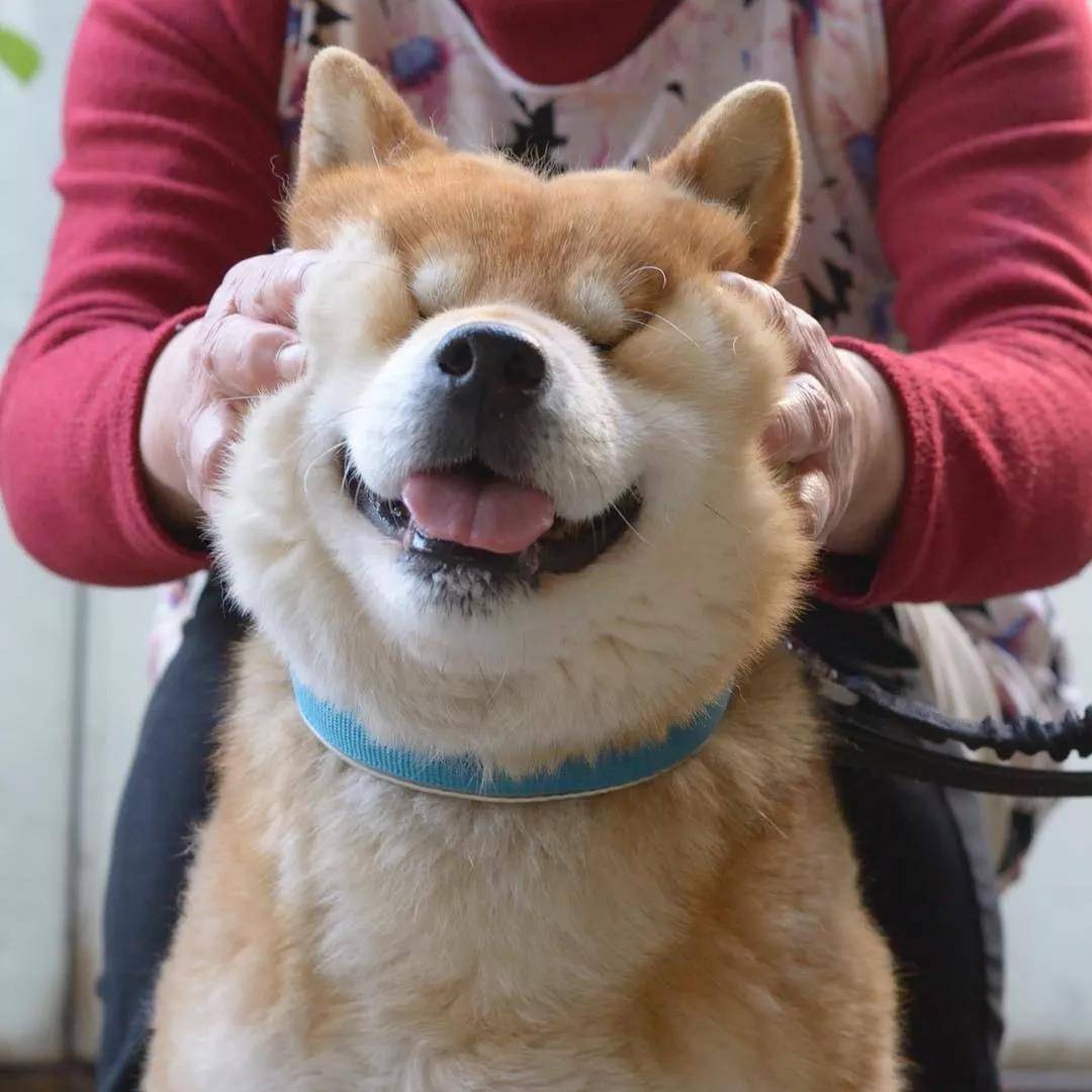 看着柴犬软绵绵的大脸,真是忍不住想捏一把,试问谁不想Rua一把小柴的脸蛋儿呢?看着Ryuji酱的这个大脸我真是控制不住双手了... 现在人家还出了写真集柴犬りゅうじ,大家可以支持一下~