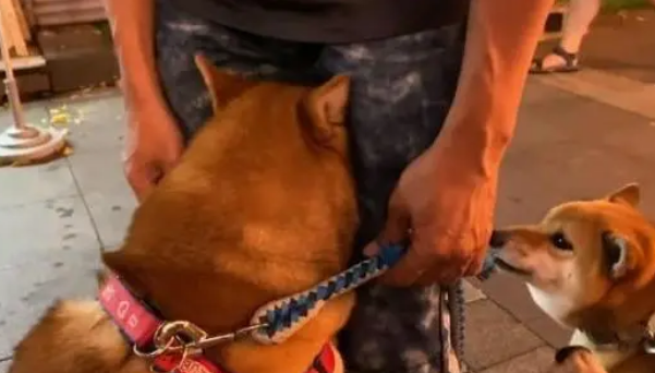 全场最大却是最怂狗狗,害怕钻到主人裤裆下