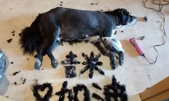 14岁家犬肿瘤复发裂开，主人剃毛拼字集气祈祷毛孩渡过难关！