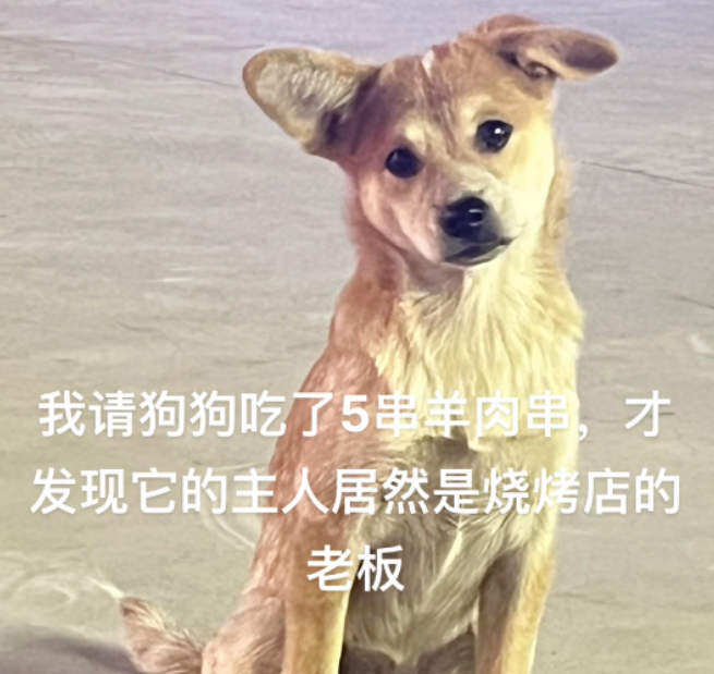 妹子好心请流浪狗吃5根羊肉串,结果发现…是灰姑娘给豪门大少花钱了哈哈