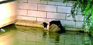 70斤边境牧羊犬落水主人下水托举两小时 消防:边牧会水