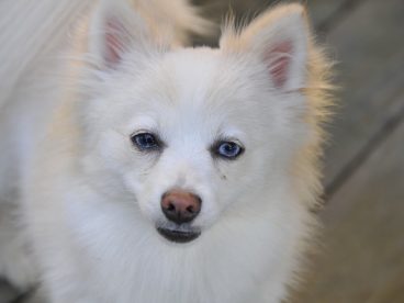 白色博美犬可爱图片