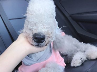 接到小可爱玛尔济斯啦[桃心]你好，timo，我是麻麻～以后请多指教[鲜花]