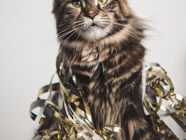 缅因库恩猫咪图片