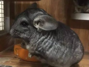 标灰色龙猫，丝绒黑两个都1岁，合笼：2019-1月25号合笼成功，乖巧听话