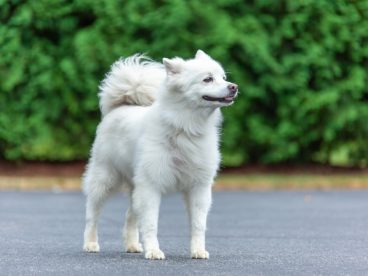 美国爱斯基摩犬图片