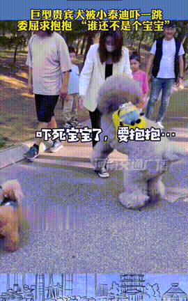 一年轻女子带自家的贵宾犬出去逛街，一路上吸足了路人的目光