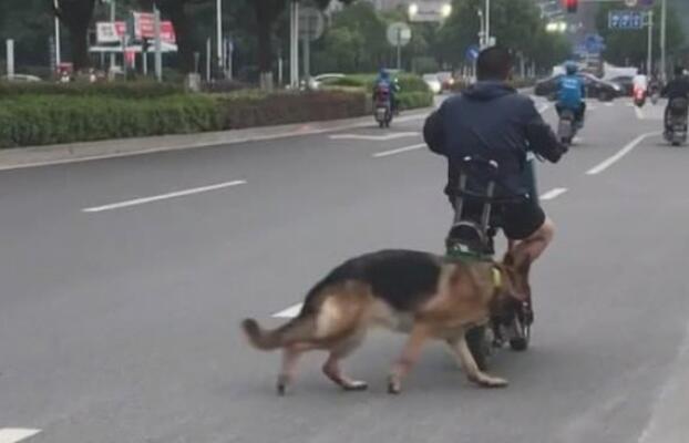 小伙带狗狗在街上买水果，狗狗做的一事令人捧腹