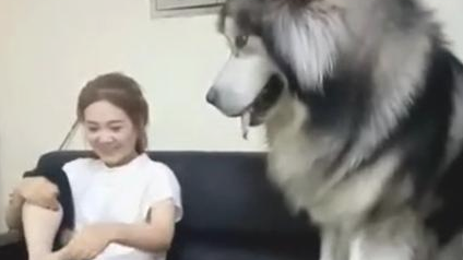 女主人味儿太臭,就是要狗狗闻一闻,結果一瞬间难堪了!