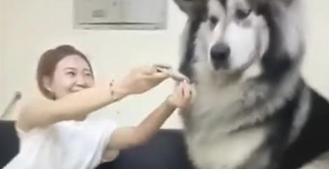 女主人味儿太臭,就是要狗狗闻一闻,結果一瞬间难堪了!