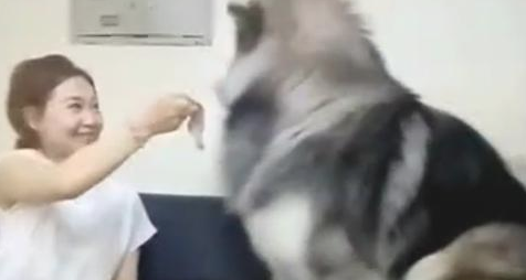 女主人味儿太臭,就是要狗狗闻一闻,結果一瞬间难堪了!