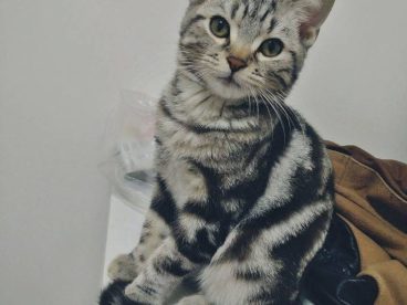 家里有两只虎斑猫。都是超级粘人的妹子。它们是一对从小分离，互不相认的亲母女。它们会因为争地盘打架，也会偶尔一起玩耍嬉闹。