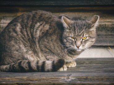 灰色家养猫咪图片