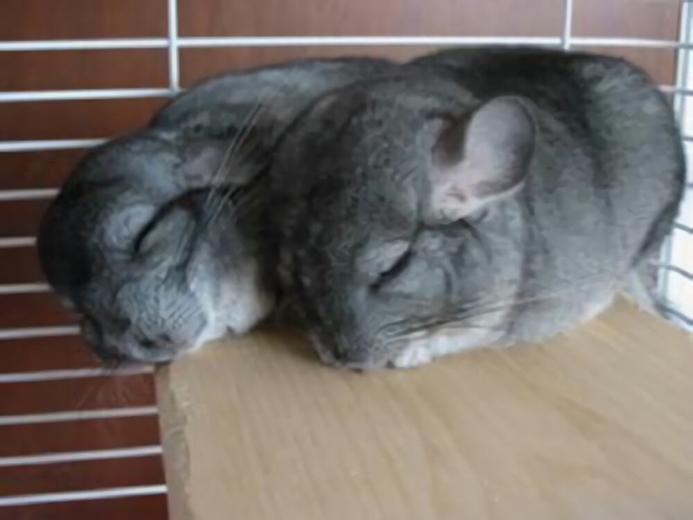 标准灰龙猫身份信息
