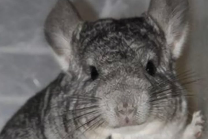 标准灰龙猫身份信息