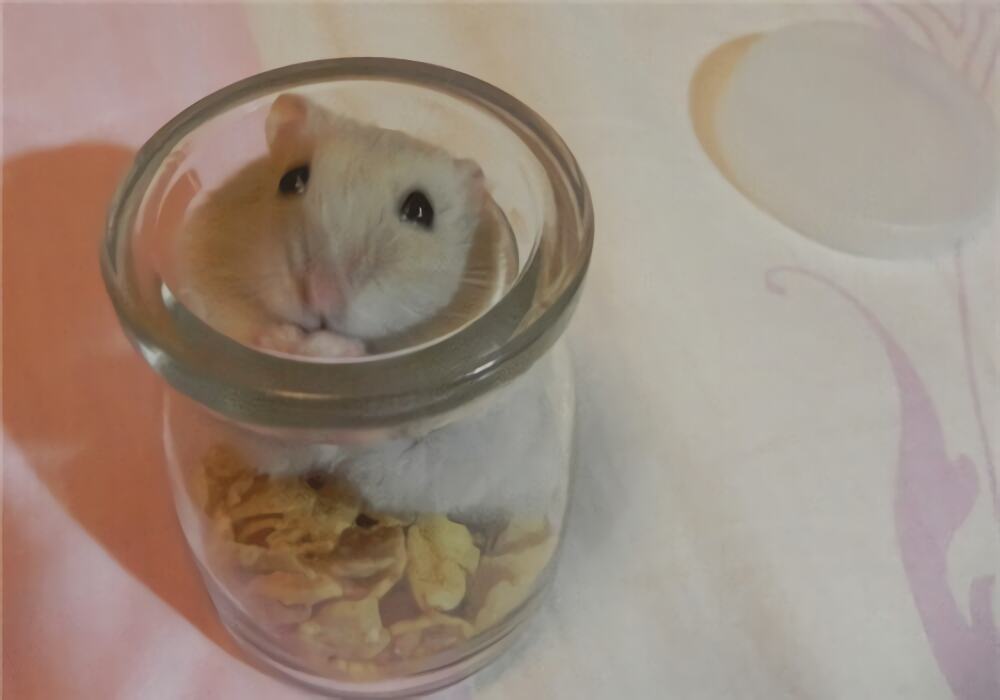 奶茶仓鼠身份信息