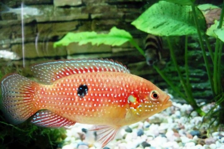 红宝石鱼身份信息