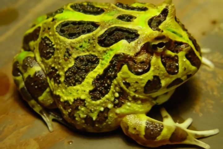 南美角蛙身份信息