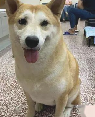 本来是柴犬却被误以为秋田,仅因奶奶怕它饿