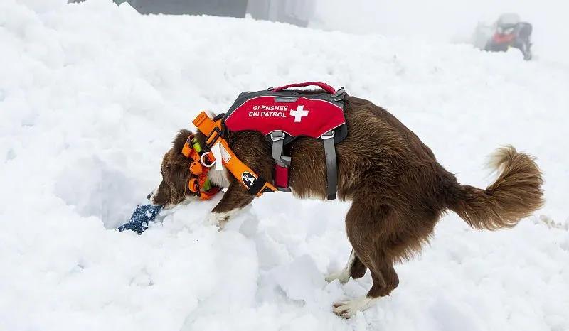 比仪器还灵敏的雪崩搜救犬&猫：两脚兽，我来救你啦！