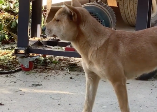 狗狗偷吃蜂蜜被蛰了，脸都肿了眼睛眯成一条缝，好像做了双眼皮