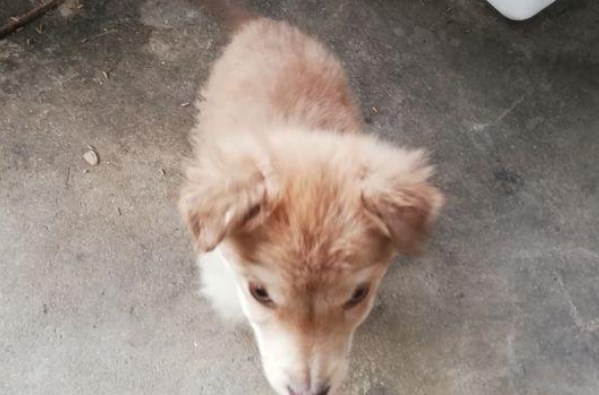 遛猫遛狗时过路人指向一麻袋，问需不需要收养流浪狗，看了女生后悔莫及了