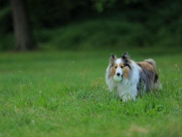 纯种苏格兰牧羊犬图片