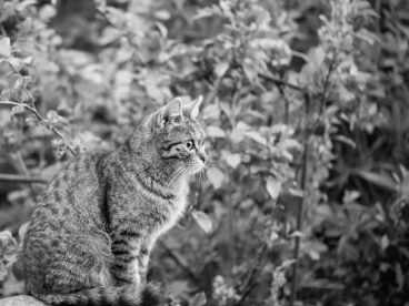 宠物猫写真黑白图片