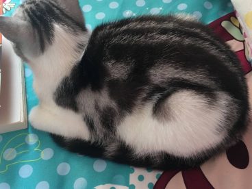 二月……小仙猫来报道啦…………