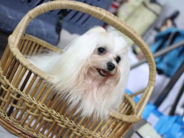 可爱西施犬壁纸