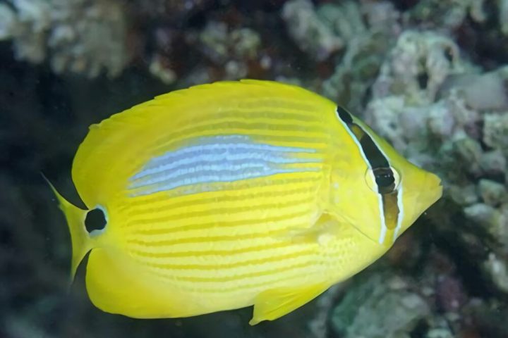 四棘蝴蝶鱼身份信息