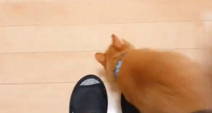 主人坐着不动，猫咪走过却多次被绊倒！原来是一只黏人心机猫！