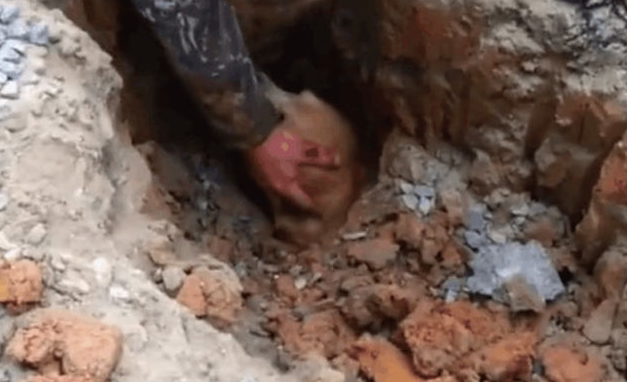 狗狗含泪疯狂刨土,引起男子注意后男子伸手帮忙,结局让人心痛!