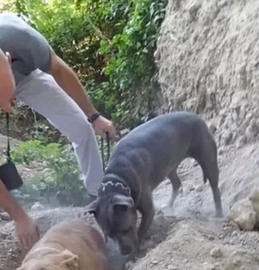 狗狗含泪疯狂刨土,引起男子注意后男子伸手帮忙,结局让人心痛!