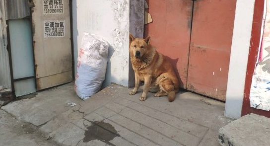 土狗老往外跑，网友一气之下把它轰出去了，它却害怕跑去旅游