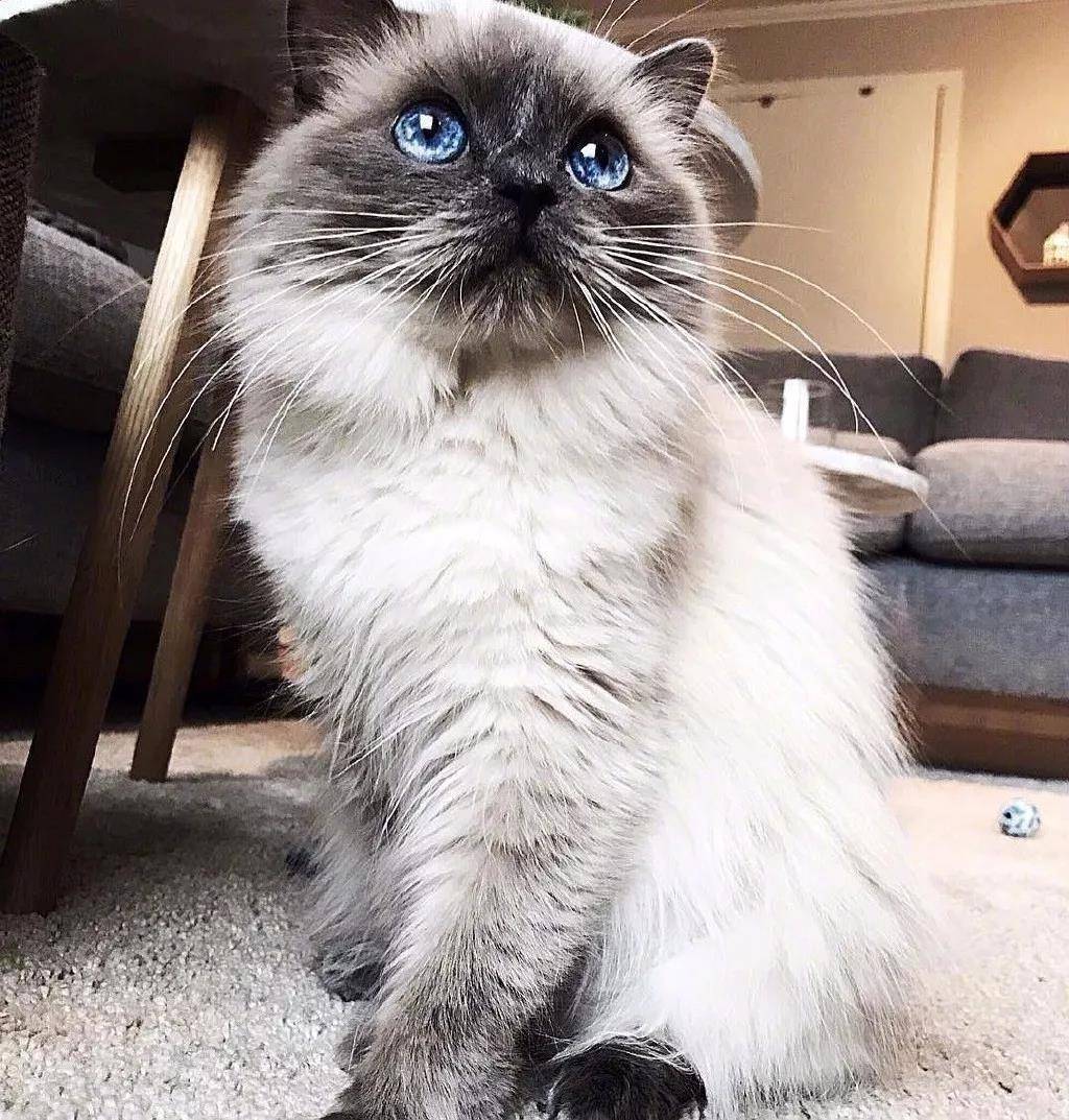 超萌的猫咪，眼里有星辰大海