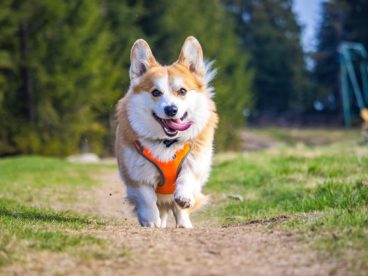 乡村田园威尔士柯基犬图片