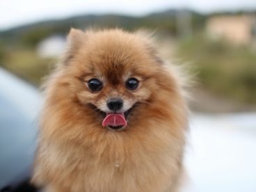 哈多利系博美犬图片
