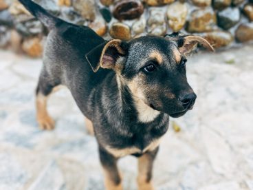 黑色秋田犬图片
