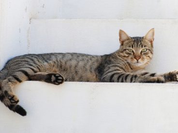 可爱家宠虎斑猫图片