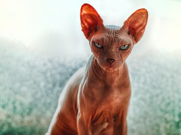 加拿大无毛猫高清图片