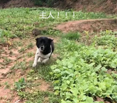 男子外出打工半年，隔着几百米大吼一声，狗子的反应戳中泪点