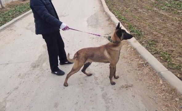 700块，不停推走狗贩子的马犬还是易了主，网友：可惜了，好狗没好命