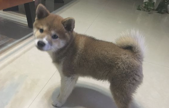 柴犬家里烦闷，它忙里偷闲科学研究起“体操”，狗：主题活动骨筋！