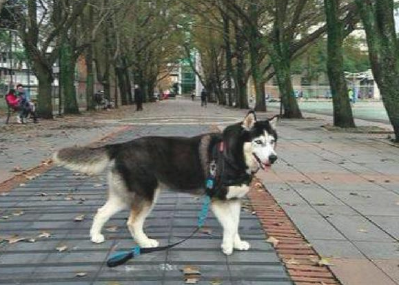 哈士奇过世11六个月后,主人家生辰当日发觉它的头发,见到就泪崩了!