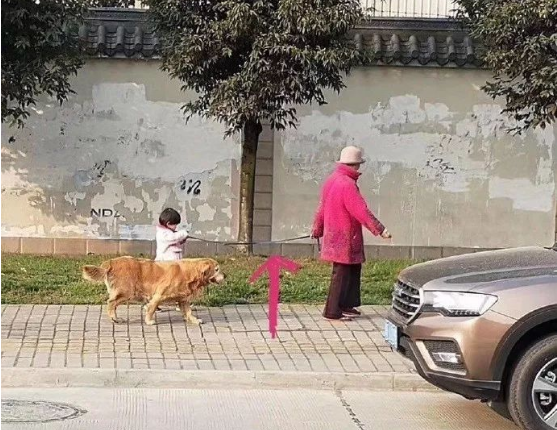 偶遇一位奶奶牵孙女遛狗，可仔细看了下，奶奶是不是牵错了？