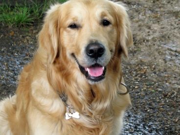 金毛犬狗狗图片