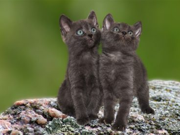 两只黑色小猫咪图片