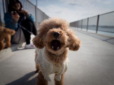 棕色贵宾犬图片