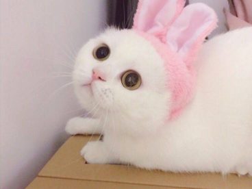 小奶猫 可爱 猫星人